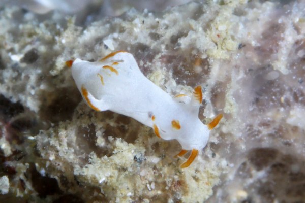 キンスジツガルウミウシ