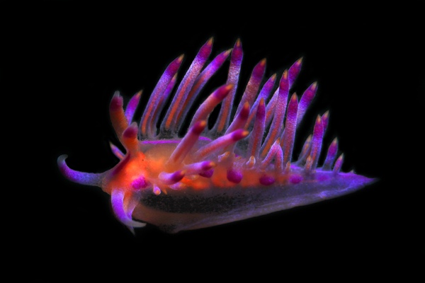 ロータスミノウミウシ