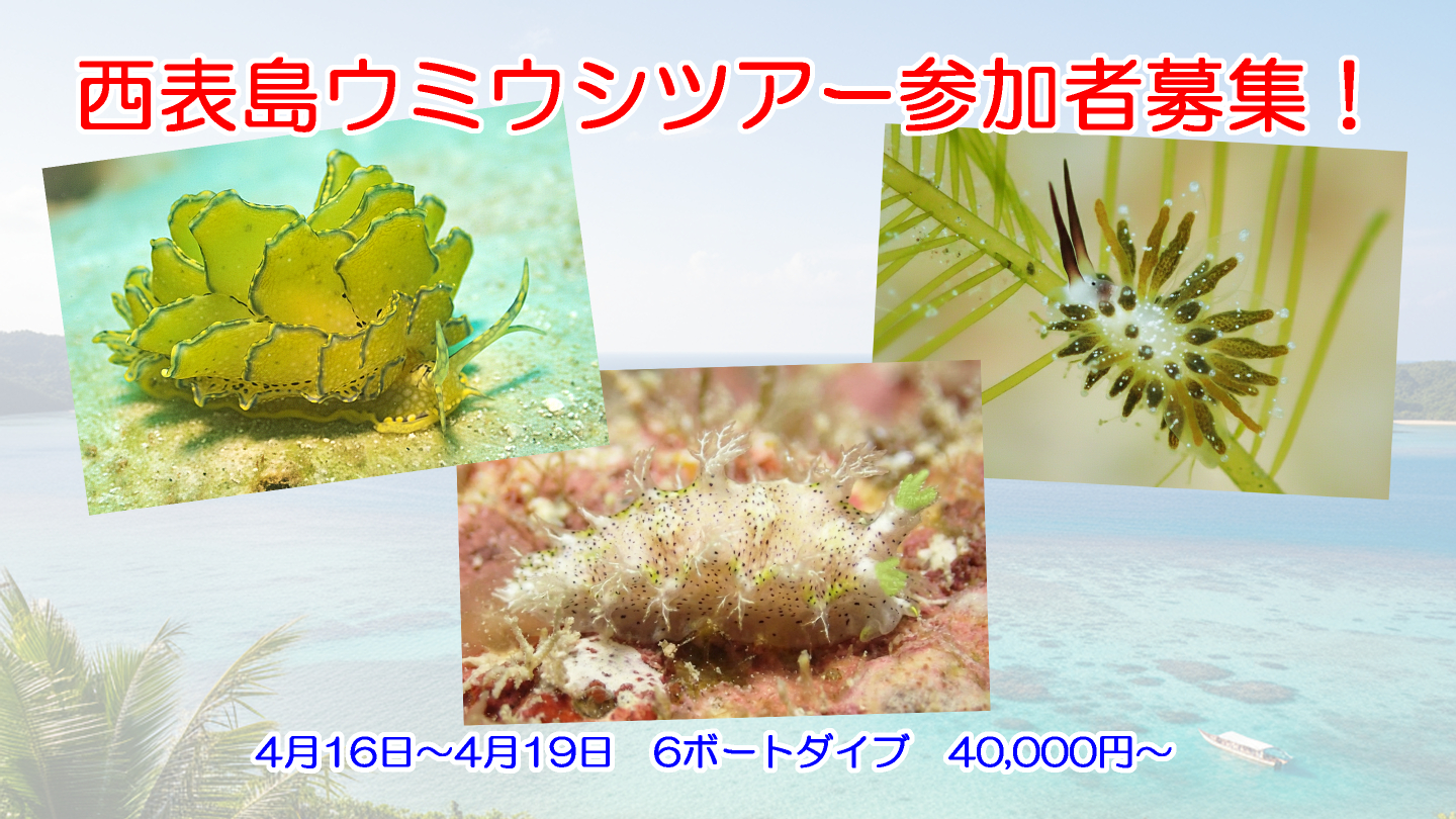 西表島ウミウシツアー
