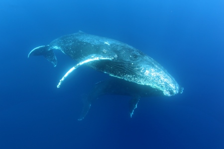 ザトウクジラ