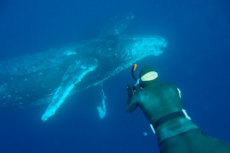 ザトウクジラ