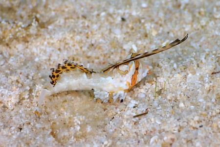 イッポンテグリ幼魚