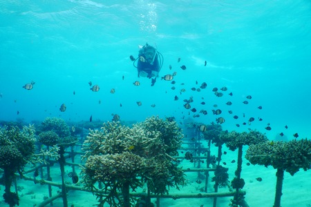 サンゴの養殖場
