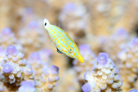 テングカワハギ幼魚