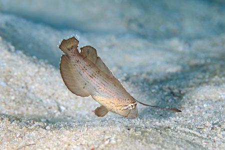 ホシテンス幼魚