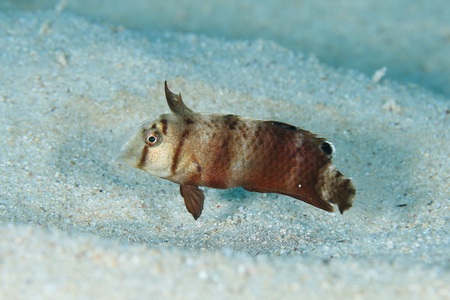 ハゲヒラベラ幼魚
