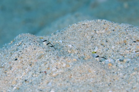 ヒレナガネジリンボウの幼魚