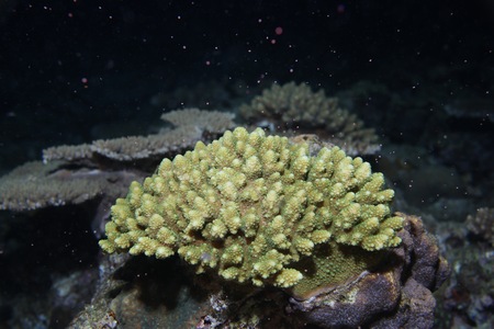 サンゴの産卵