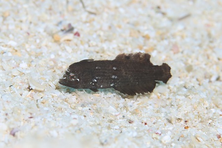 ヒラベラ幼魚