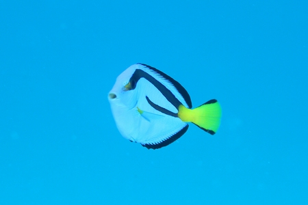 ナンヨウハギ幼魚
