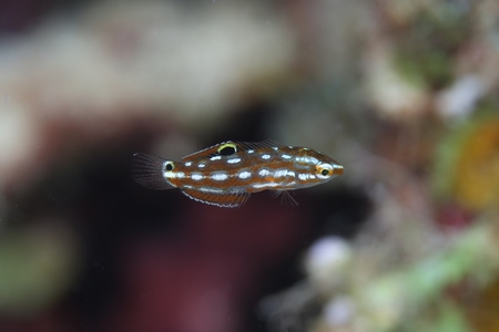ムナテンベラ幼魚