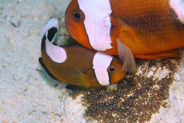 トウアカクマノミ