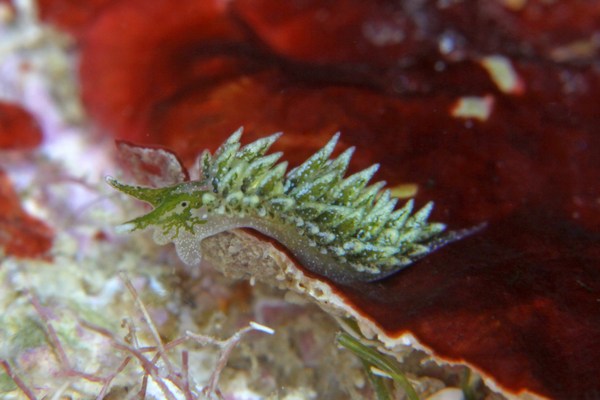 ツマグロモウミウシ属の一種