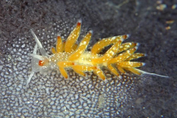 フジエラミノウミウシ属の一種