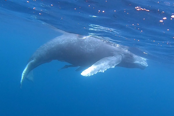 ザトウクジラ