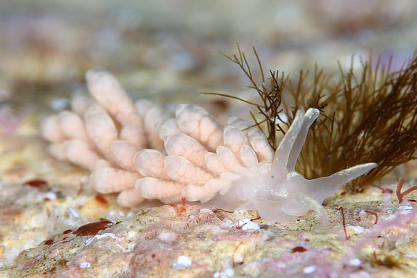 モンショウミノウミウシ属の一種