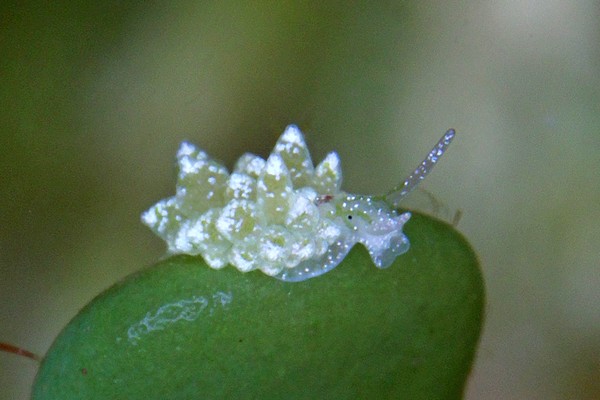 ハダカモウミウシ科の一種