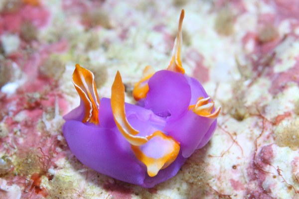 ムラサキウミコチョウ
