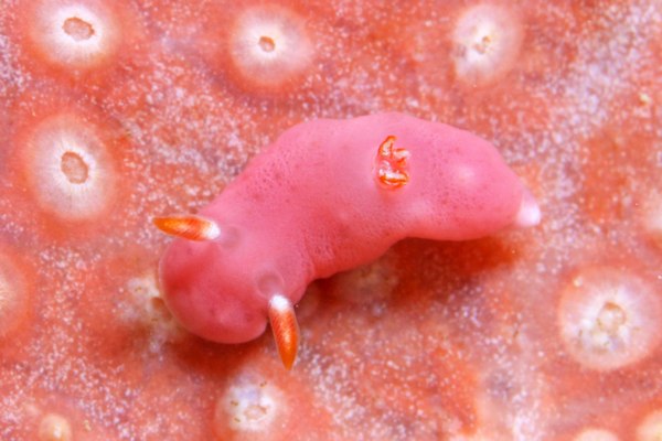 アミメシラユキウミウシ