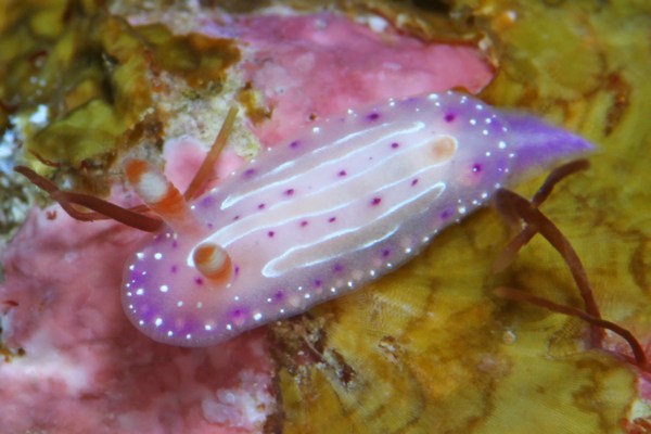 イチゴミルクウミウシ