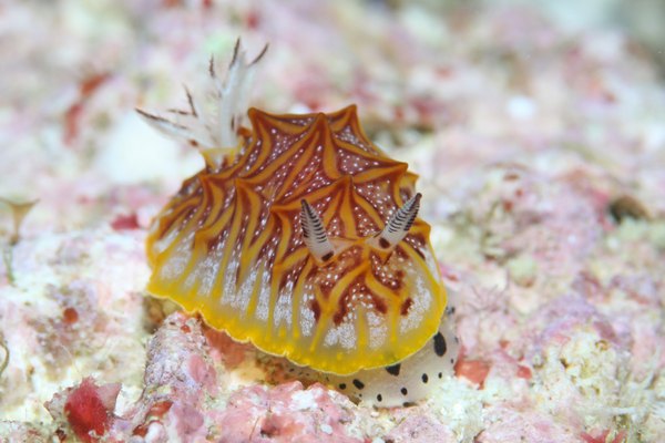 モザイクウミウシ