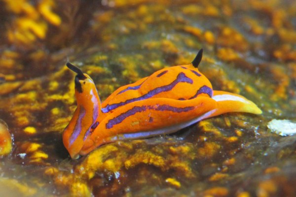 キマダラウミコチョウ