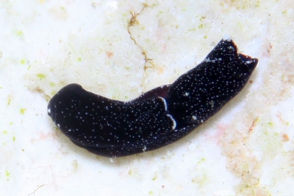 ウズマキキセワタ属の一種