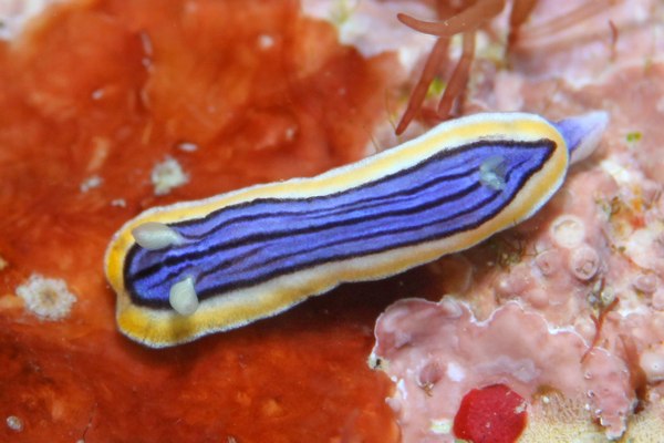 コンガスリウミウシ