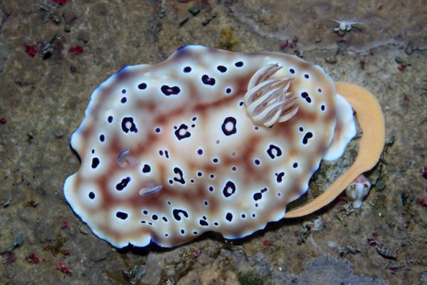 ヒョウモンウミウシ