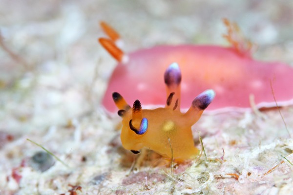 ウデフリツノザヤウミウシ