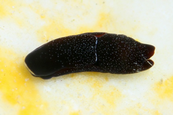ウズマキキセワタ属の一種