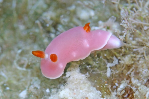 アミメシラユキウミウシ
