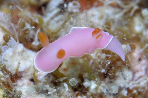 フジムスメウミウシ