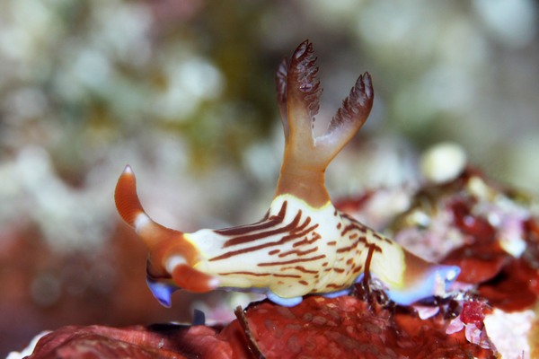 セグロリュウグウウミウシ