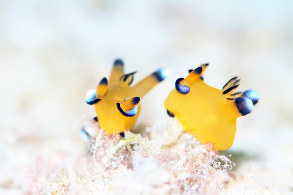 ウデフリツノザヤウミウシ