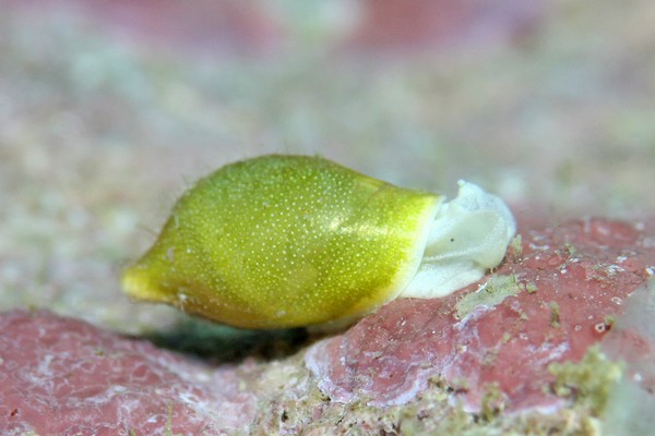 ウスカワブドウギヌ属の一種