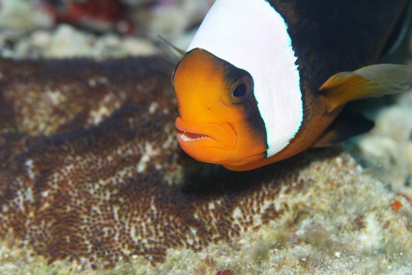 トウアカクマノミ