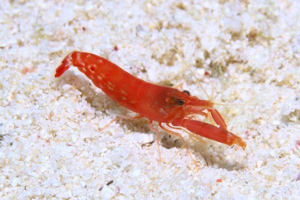 テッポウエビ属の一種