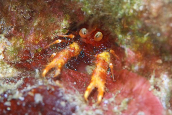 アナモリチュウコシオリエビ