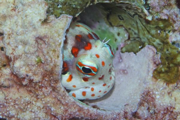 モンツキカエルウオ