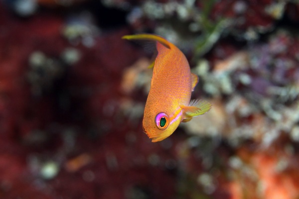 キンギョハナダイ