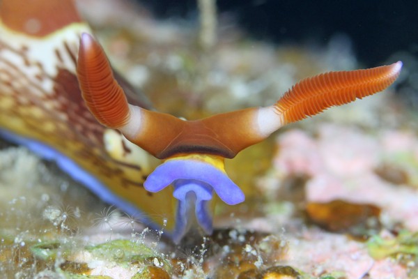 セグロリュウグウウミウシ