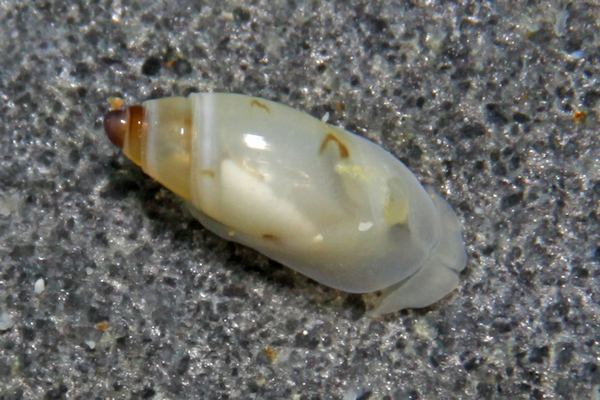 ウミウシ不明種