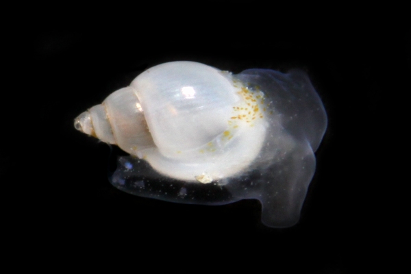 マメウラシマガイ