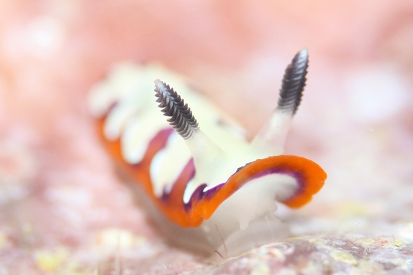 フジナミウミウシ