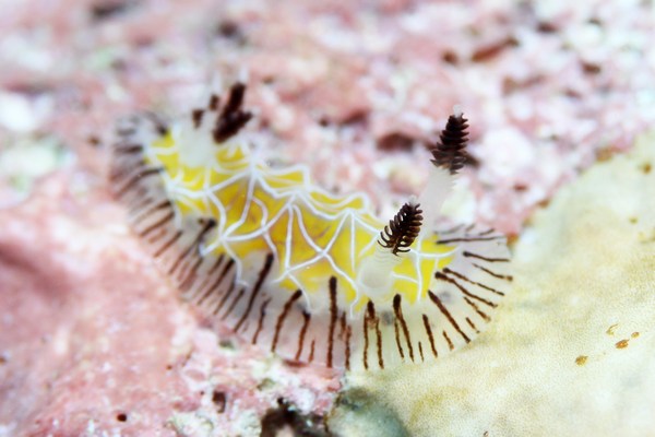 シロスジヒオドシウミウシ