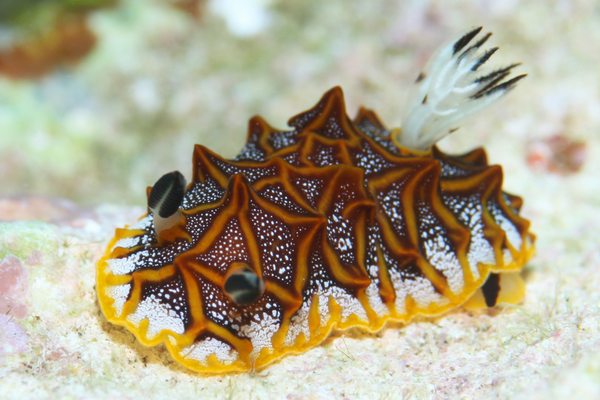 モザイクウミウシ