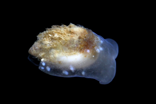 マメウラシマガイ