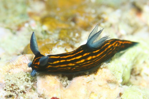 リュウグウウミウシ