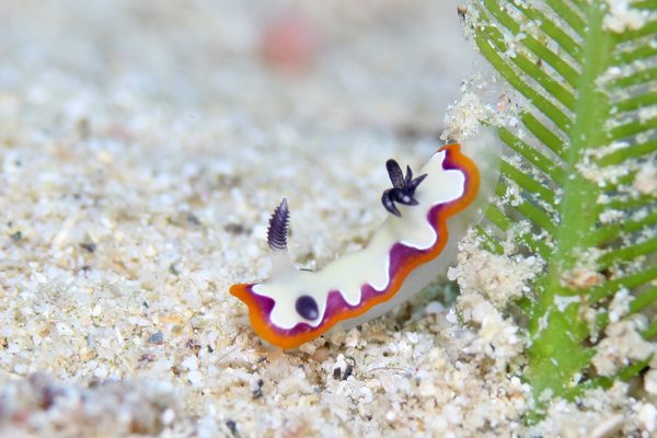 フジナミウミウシ